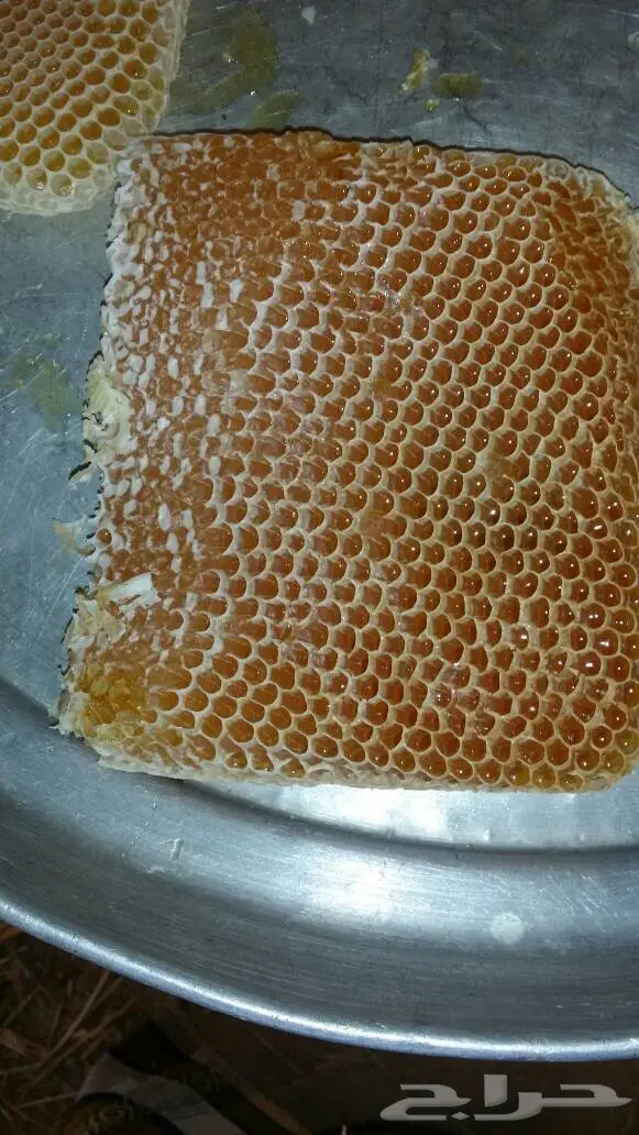 عسل سدر و سمر اصلي من وادي جردان باليمن  (image 3)