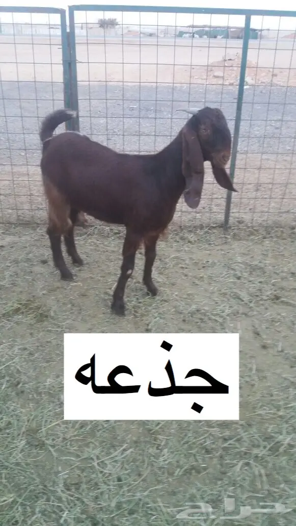 للبيع مشروكات دفيع ومتبع (image 4)