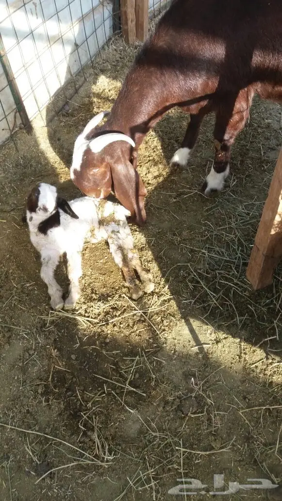 للبيع مشروكات دفيع ومتبع (image 5)