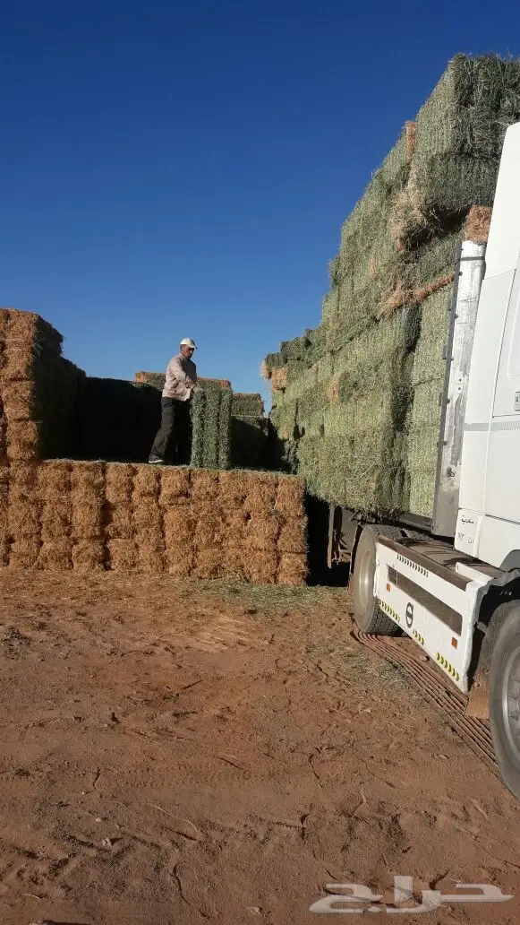 برسيم الجوف شد 80الى 85 واشكل اللون اخضر صيفي (image 2)