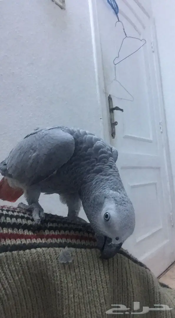 كاسكو صيد متكلم (image 2)