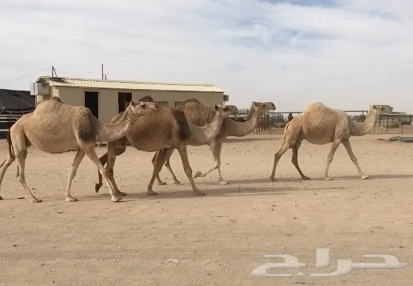 اربع لقحات ملاقيات وطيبات نفس (image 2)