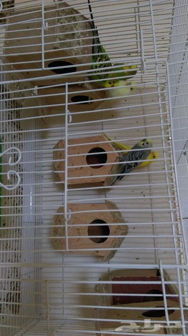 للبيع طيور بادجي اخر 5حبات بادجي الوان مختلفة