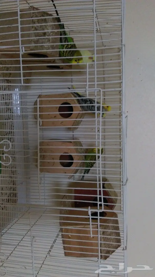 طيور بادجي مميزة للبيع - فرصة لا تُفوَّت! (image 1)