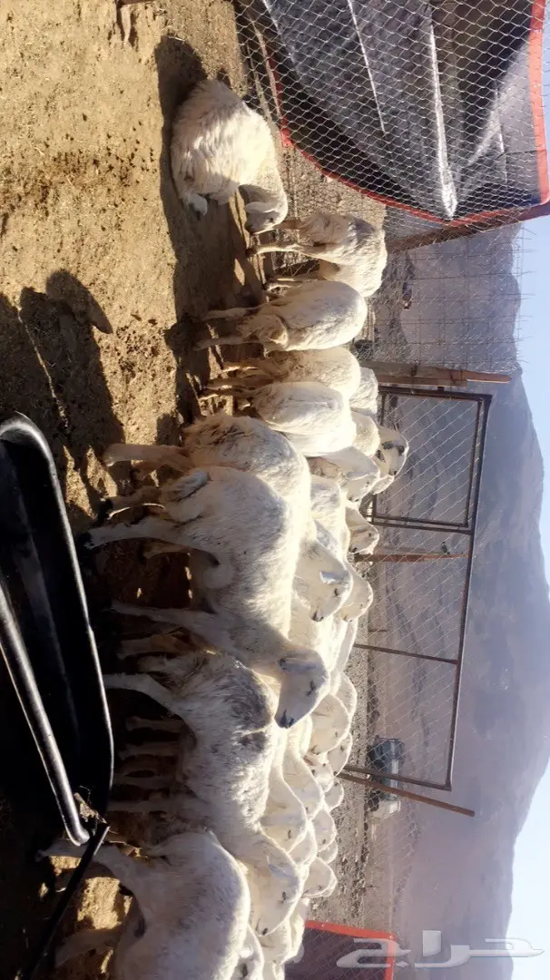 ضان حبص (image 1)