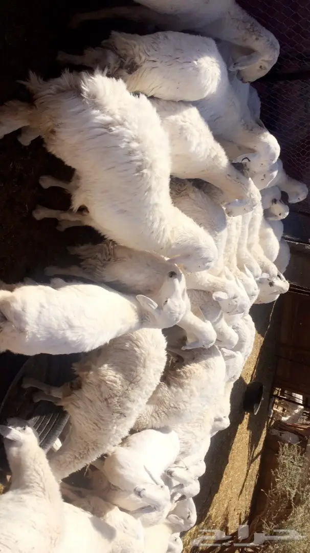 ضان حبص (image 2)