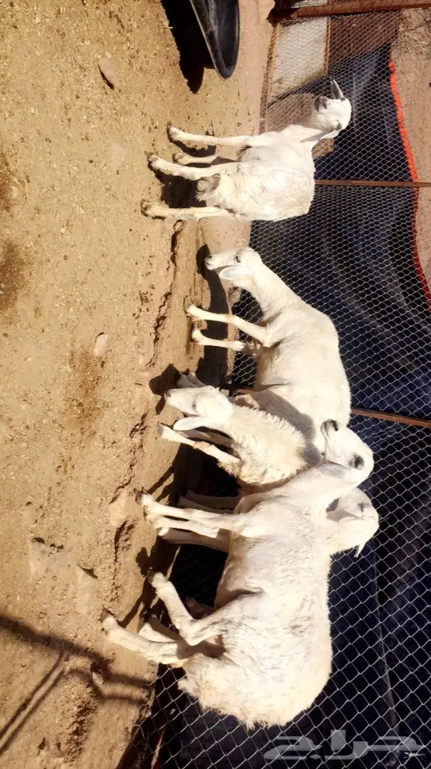 ضان حبص (image 3)