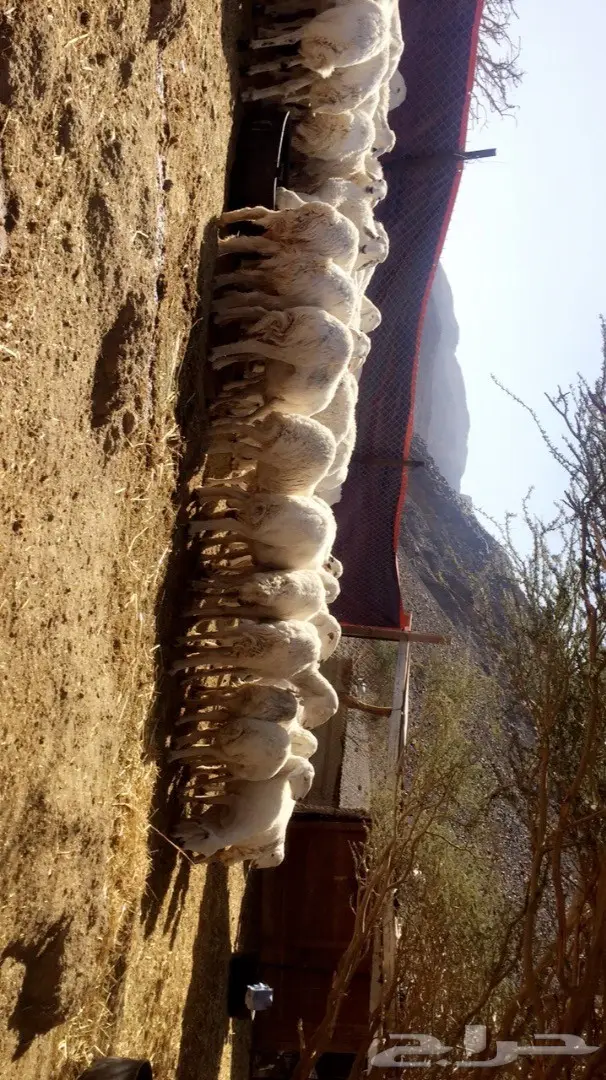 ضان حبص (image 4)