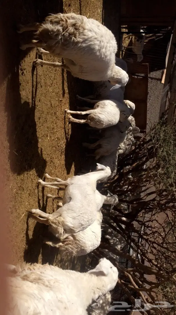 ضان حبص (image 5)