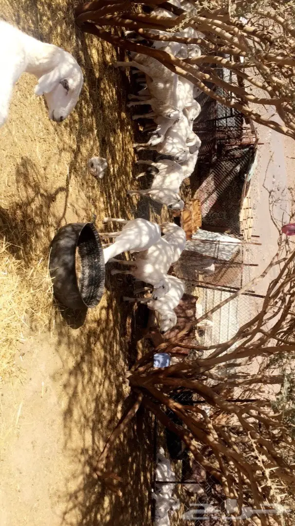 ضان حبص (image 6)