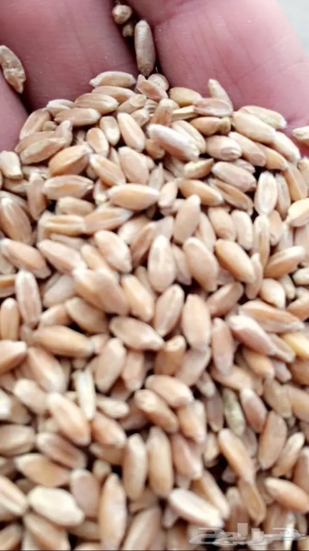 للبيع معيه بر بدون كيماي (image 1)