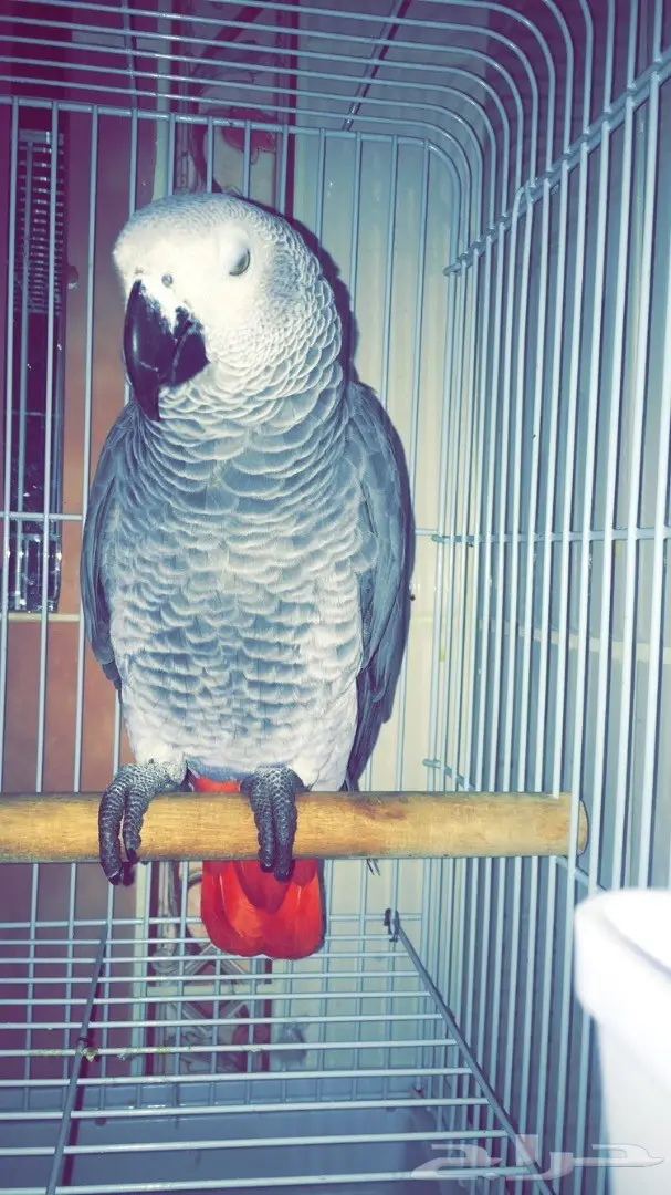 للبيع: كاسكو كبتن - فرصة لا تُفوّت!