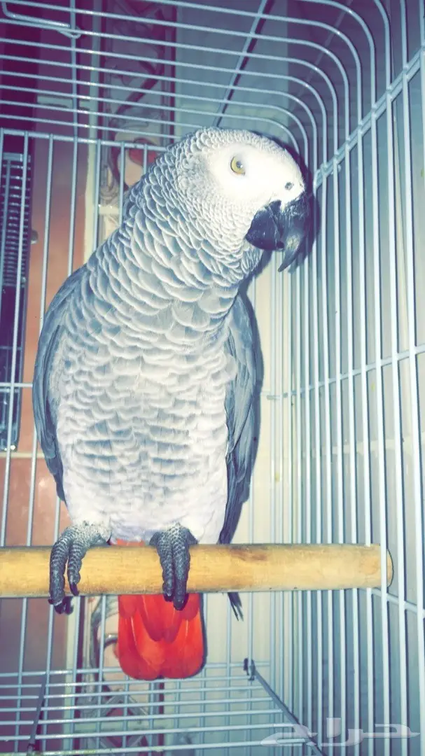 للبيع: كاسكو كبتن - فرصة لا تُفوّت! (image 3)