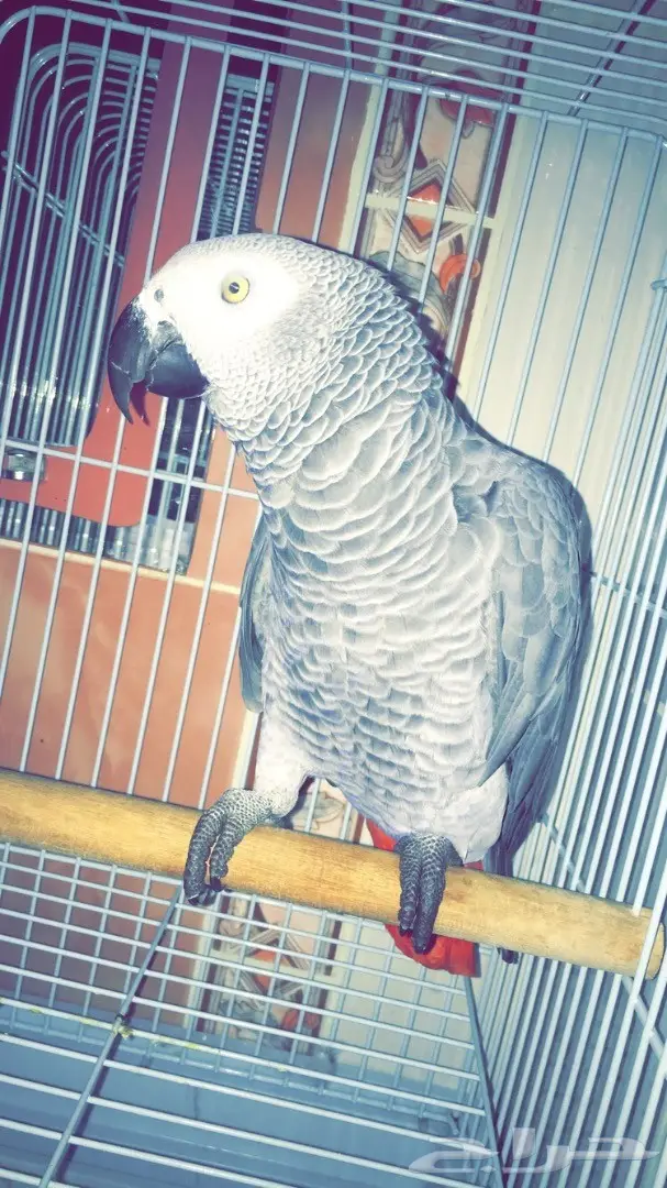 للبيع: كاسكو كبتن - فرصة لا تُفوّت! (image 4)