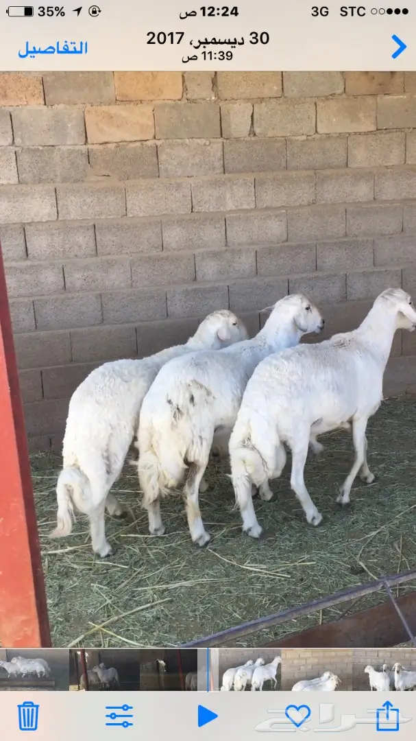 فحول ضان مشروطه - فرصة لا تُفوّت!