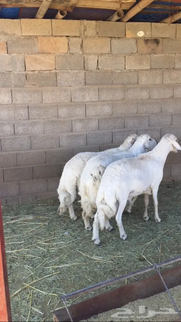 فحول ضان مشروطه - فرصة لا تُفوّت! (image 2)