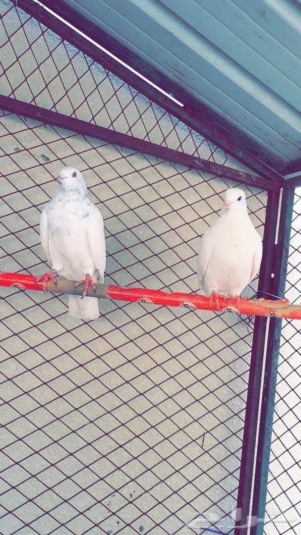 حمام باكستاني اذكرو الله  (image 20)