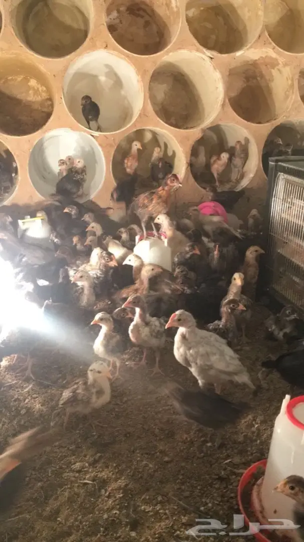 فقاستين اوتوماتيك  وصوص دجاج  بلدي للبيع (image 5)