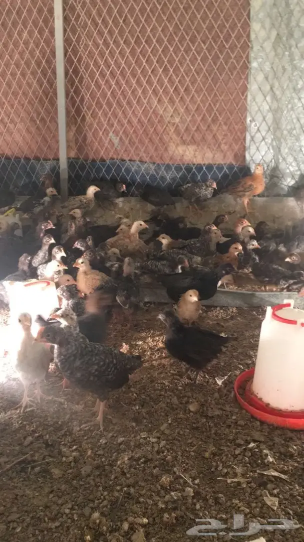 فقاستين اوتوماتيك  وصوص دجاج  بلدي للبيع (image 6)