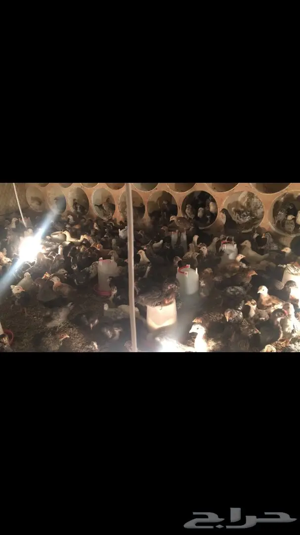 فقاستين اوتوماتيك  وصوص دجاج  بلدي للبيع (image 8)