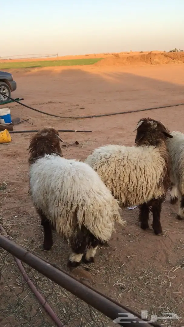 خرفان جذعان نعيم 