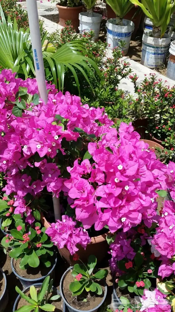 شتلات زراعية ونباتات زينة ونجيلة طبيعية للبيع