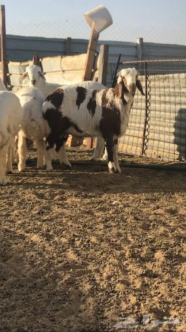 طلي هجين  (image 1)