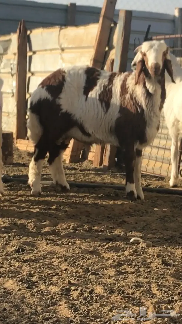 طلي هجين  (image 2)