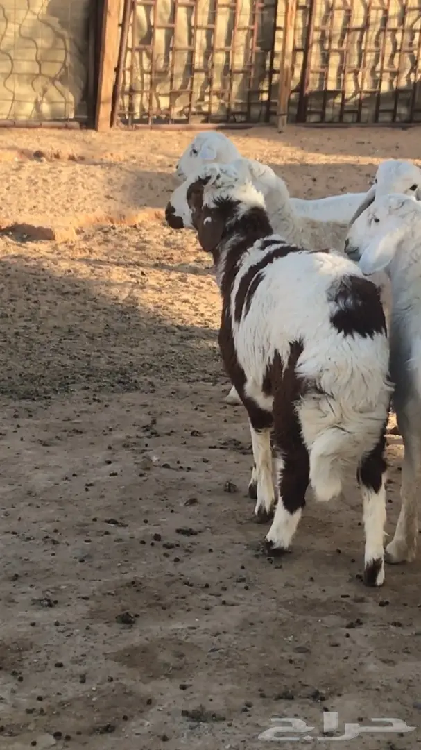 طلي هجين  (image 3)