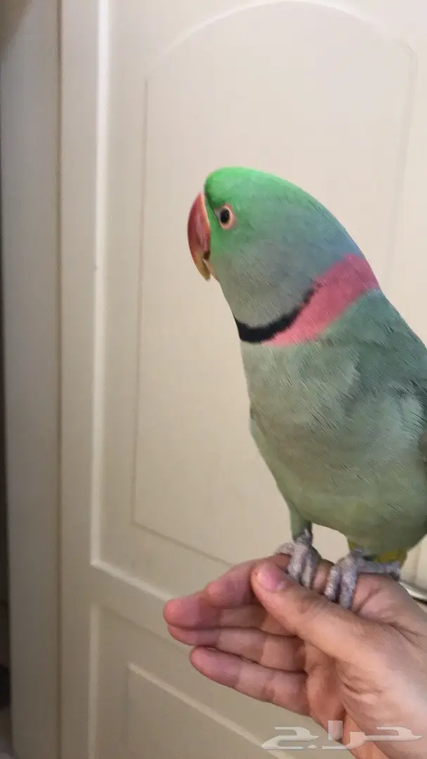 بغبغاء دره نيبالي اليف وبيرقص  (image 9)