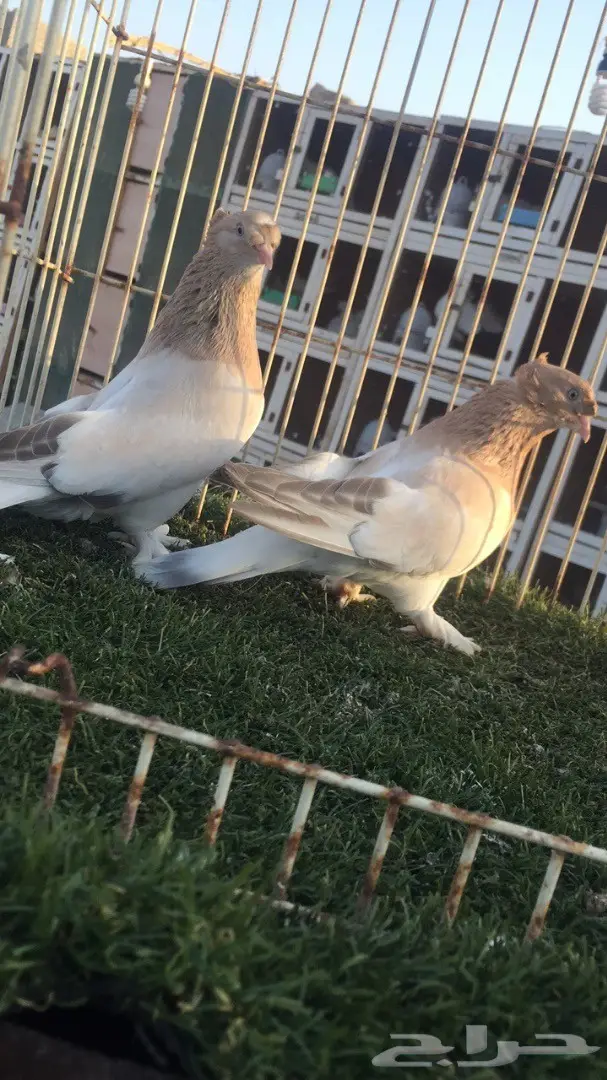 (( جوز تركي(( اورفلي))