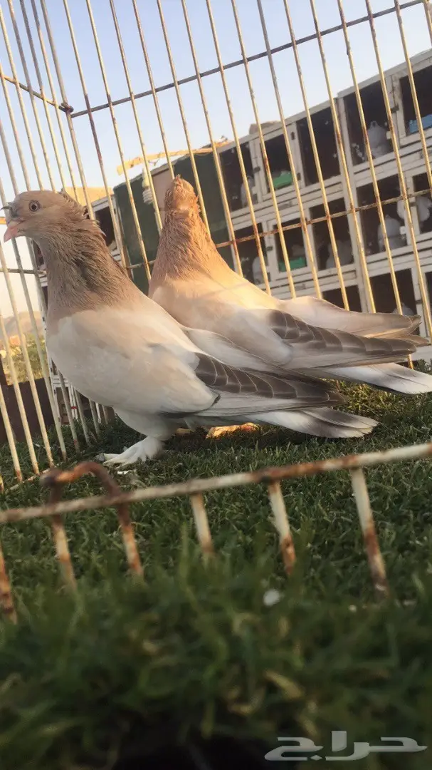 (( جوز تركي(( اورفلي)) (image 1)