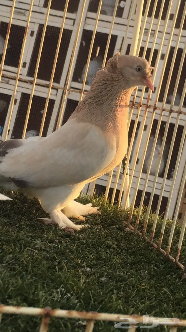 (( جوز تركي(( اورفلي)) (image 2)