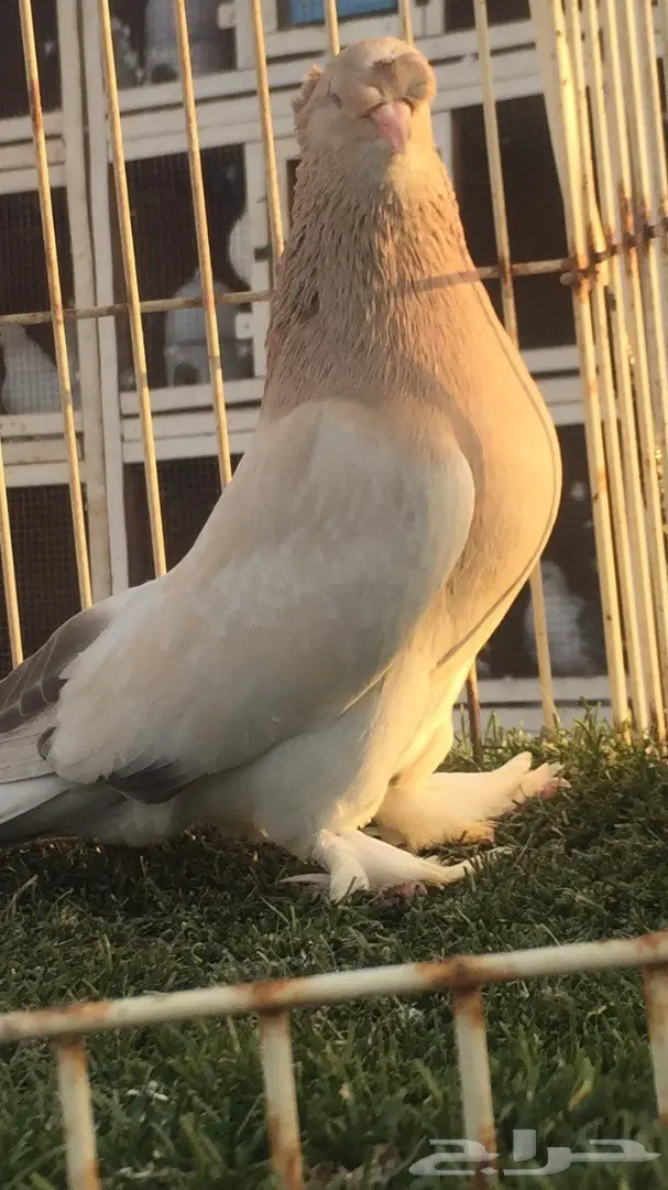 (( جوز تركي(( اورفلي)) (image 3)