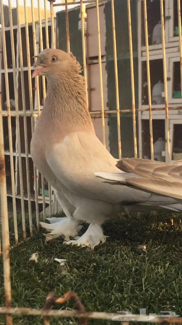 (( جوز تركي(( اورفلي)) (image 4)