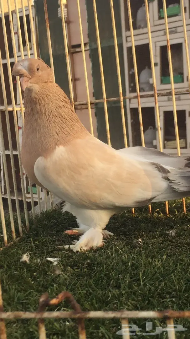 (( جوز تركي(( اورفلي)) (image 5)