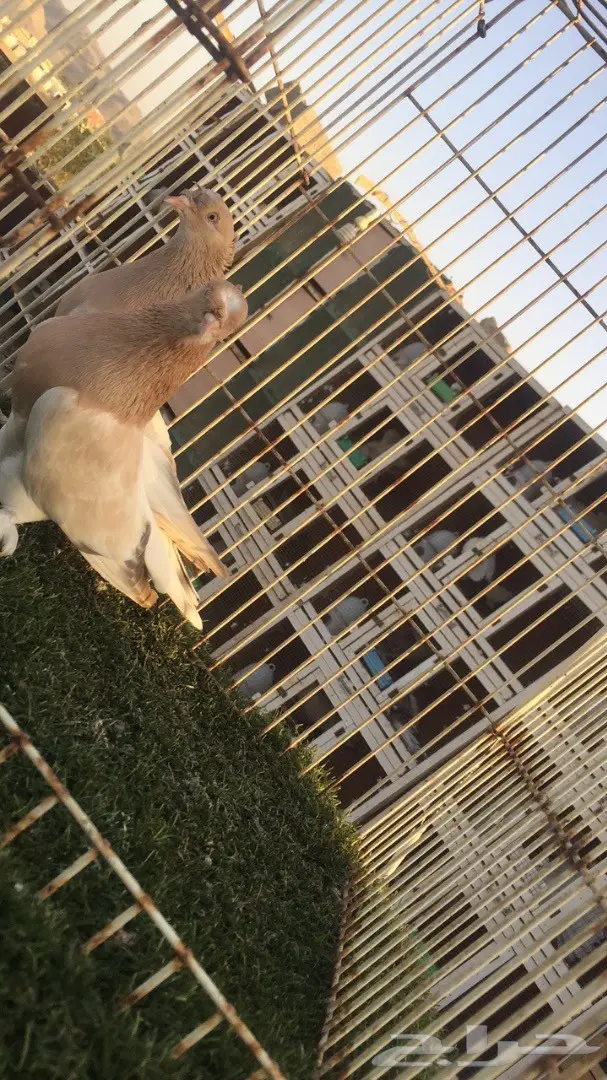 (( جوز تركي(( اورفلي)) (image 6)