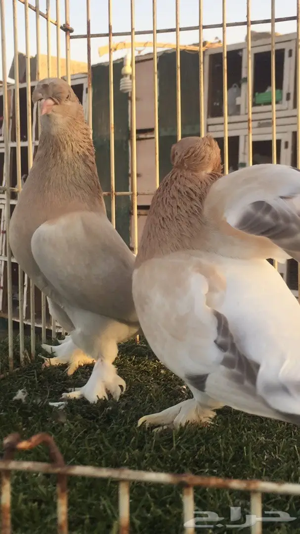 (( جوز تركي(( اورفلي)) (image 7)