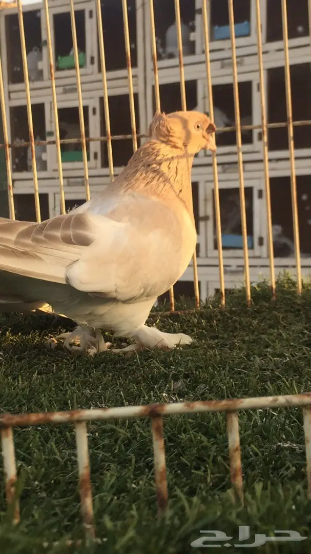 (( جوز تركي(( اورفلي)) (image 8)