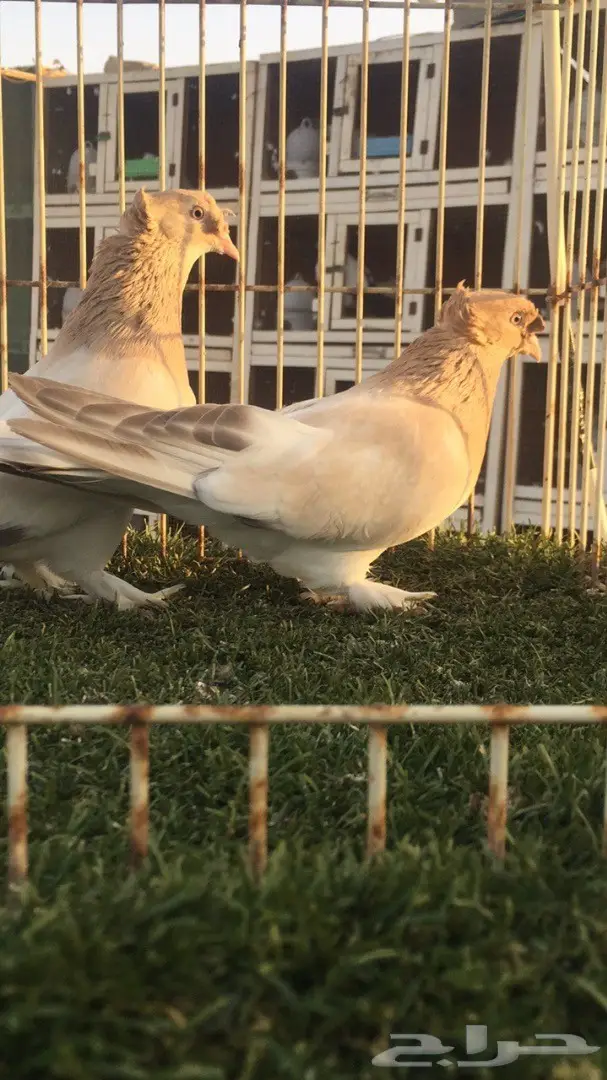 (( جوز تركي(( اورفلي)) (image 9)