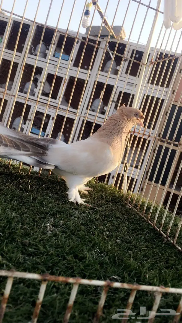 (( جوز تركي(( اورفلي)) (image 10)