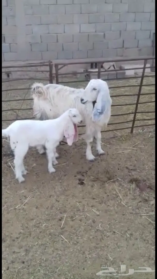 عنز طيبة للبيع (image 2)