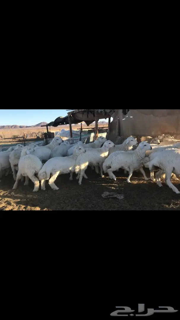 طليان حريات جبره