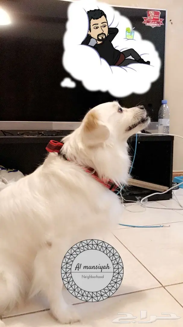 يوجد كلب مشترك هادئ جدا (image 1)