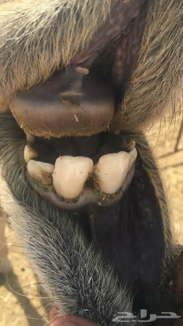 ناقه رباع لقحه 