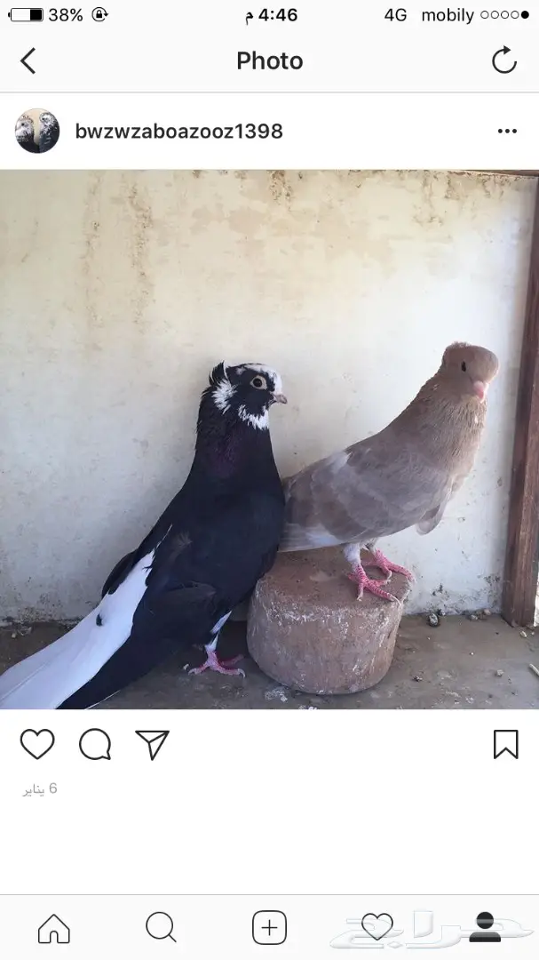 جوزين حمام قطيفي (image 2)