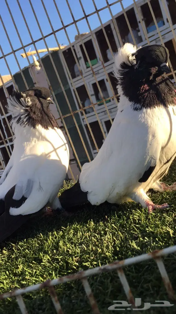 ((جوز سوداني((امريكي ))