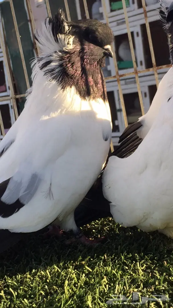 ((جوز سوداني((امريكي )) (image 1)