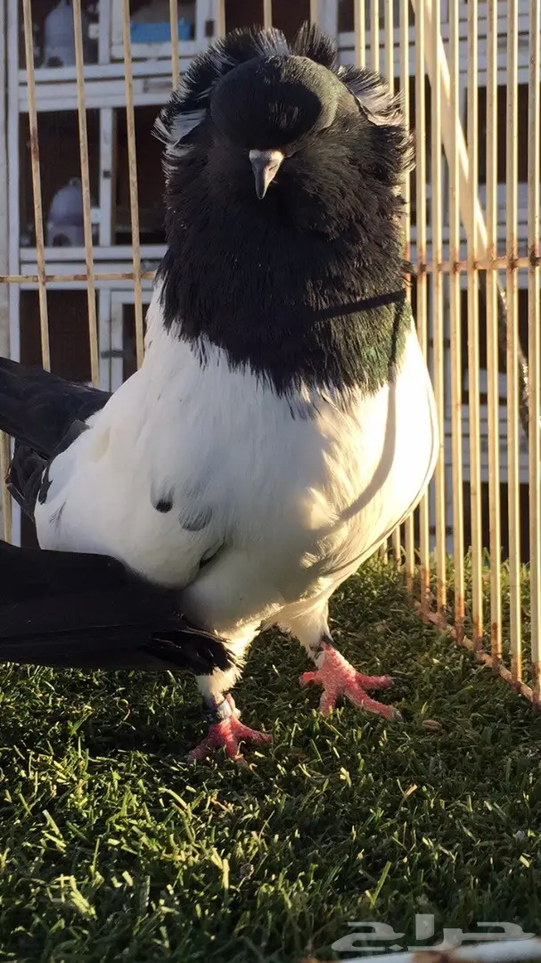 ((جوز سوداني((امريكي )) (image 2)