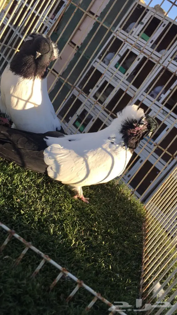 ((جوز سوداني((امريكي )) (image 7)